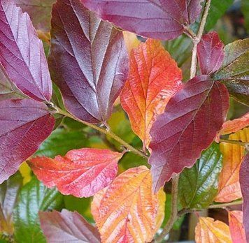 Parrotia persica 'Bella" - Паротія перська 'Bella" 000007386#346727    фото