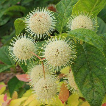 Cephalanthus o. Fiber Optics - Головач Fiber Optics 000007386#303634    фото