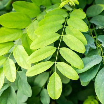 Robinia pseudoacacia 'Umbraculifera' - Акація звичайна (робінія) 'Umbraculifera' 000007386#309157    фото