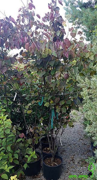 Cercis canadensis 'Forest Pansy' - Церсис канадський 'Forest Pansy' 000000295#000009631 фото