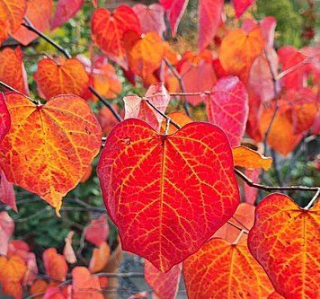 Cercis canadensis 'Forest Pansy' - Церсис канадський 'Forest Pansy' 000000295#000009631 фото