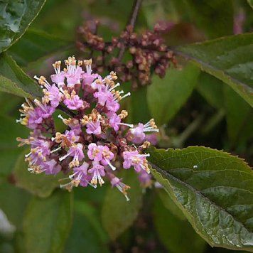 Callicarpa bod. var. "Giraldii" - Красивоплідник Бодіньєра var. "Giraldii" 000007386#346928    фото