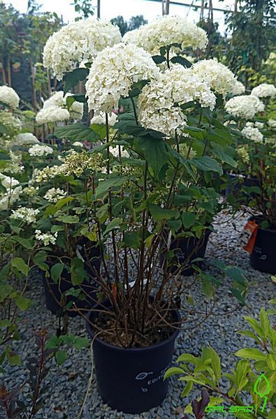 Hydrangea paniculata 'Herkules" - Гортензія волотиста 'Herkules" 000007386#312582    фото