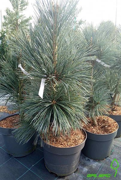 Pinus flexus 'Vanderwolf's Pyramid' - Сосна гнучка 'Vanderwolf's Pyramid' 000003702#000009518 фото