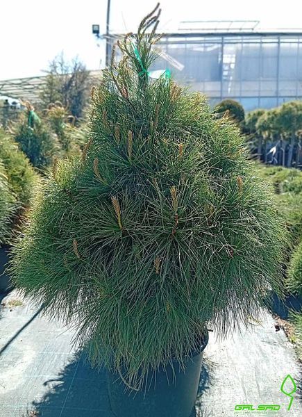 Pinus wallchiana - Сосна гімалайська 000000181#000009638 фото