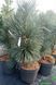 Pinus flexus 'Vanderwolf's Pyramid' - Сосна гнучка 'Vanderwolf's Pyramid' 000003702#000009518 фото 2