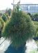 Pinus wallchiana - Сосна гімалайська 000000181#000009638 фото 2