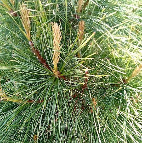 Pinus wallchiana - Сосна гімалайська 000000181#000009638 фото
