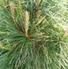 Pinus wallchiana - Сосна гімалайська 000000181#000009638 фото 3