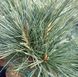 Pinus flexus 'Vanderwolf's Pyramid' - Сосна гнучка 'Vanderwolf's Pyramid' 000003702#000009518 фото 1