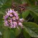 Callicarpa bod. var. "Giraldii" - Красивоплідник Бодіньєра var. "Giraldii" 000007386#346928    фото 1
