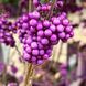 Callicarpa bod. var. "Giraldii" - Красивоплідник Бодіньєра var. "Giraldii" 000007386#346928    фото 2