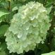 Hydrangea paniculata 'Herkules" - Гортензія волотиста 'Herkules" 000007386#312582    фото 1
