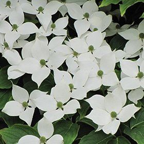 Cornus kousa var. chinensis - Дерен Коуза var. chinensis 000007386#312643    фото