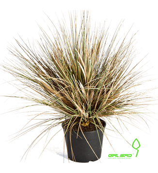 Цибулева трава (Grass Onion) 000007386#312176    фото