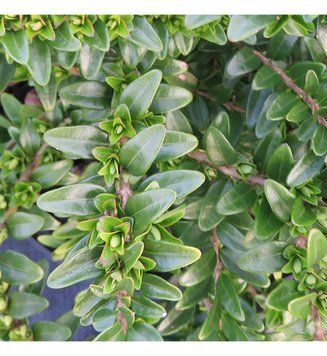 Lonicera nitida "Maigrun" - Жимолость блискуча "Maigrun" 000004347#301016    фото