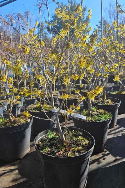 Hamamelis в асотрименті - Гамамеліс 000004713#000009169 фото