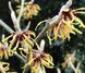 Hamamelis в асотрименті - Гамамеліс 000004713#000009169 фото 1
