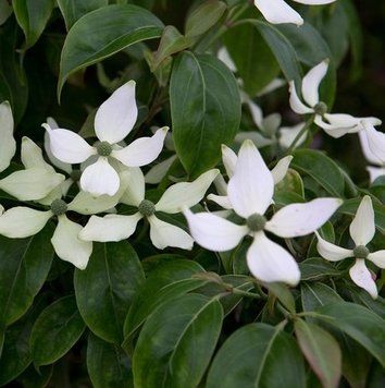 Cornus hongkongensis - Дерен гонконгський 000007386#304030    фото