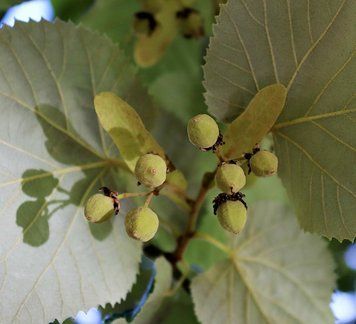 Tilia tomentosa 'Brabant' - Липа повстиста 'Brabant' 000007386#310618    фото