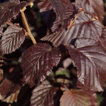 Corylus maxima 'Purpurea' - Ліщина велика 'Purpurea' 000007386#304105    фото