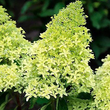 Hydrangea paniculata 'Limelight' - Гортензія волотиста 'Limelight' 000000360#000011242 фото