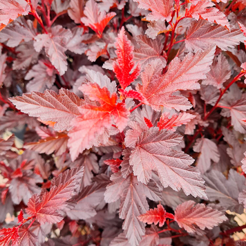 Physocarpus opulifolius - Пухироплідник калинолистий 000007386#307187    фото