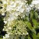 Hydrangea paniculata 'Limelight' - Гортензія волотиста 'Limelight' 000000360#000011242 фото 3