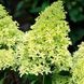 Hydrangea paniculata 'Limelight' - Гортензія волотиста 'Limelight' 000000360#000011242 фото 1