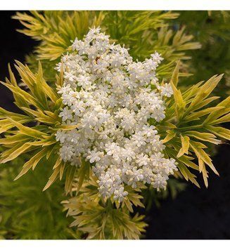 Sambucus nigra 'Golden Tower" - Бузина чорна 'Golden Tower" 000007386#309410    фото