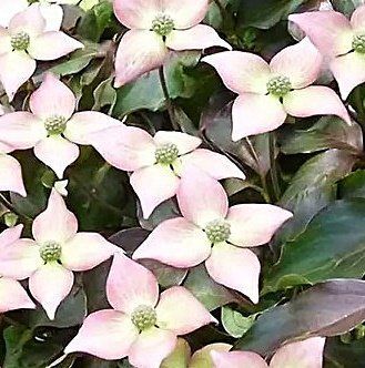 Cornus kousa 'Cappucino' - Дерен Коуза 'Cappucino' 000007386#304036    фото