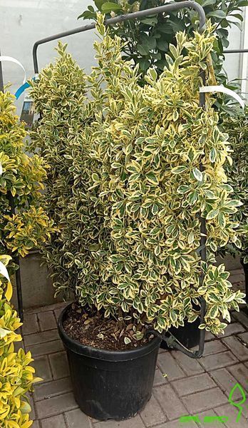 Euonymus japonicus 'Bravo' - Бересклет японський 'Bravo' 000003625#301118 фото