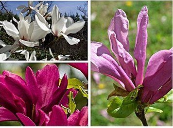 Magnolia - Магнолія 000007386#306348    фото