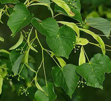 Tilia cordata - Липа серцелиста 000007386#310596    фото