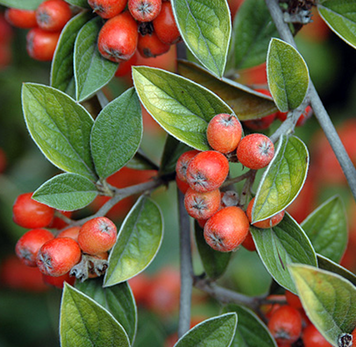 Cotoneaster franchetii - Кизильник Франше 000007386#304160    фото