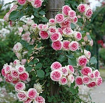Rosa - Троянда витка 000007386#309251    фото