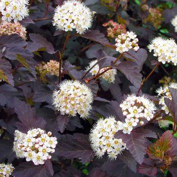 Physocarpus opulifolius 'Diabolo' - Пухироплідник калинолистий 'Diabolo' 000007386#307203    фото