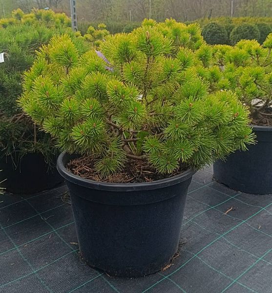 Pinus mugo 'Sunshine' - Сосна гірська 'Sunshine' 000007386#308154    фото