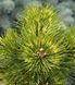 Pinus mugo 'Sunshine' - Сосна гірська 'Sunshine' 000007386#308154    фото 1