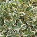 Euonymus japonicus 'Bravo' - Бересклет японський 'Bravo' 000003625#301118 фото 1