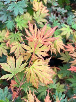 Acer pseud. Arctic Jade - Клен-явір Arctic Jade 000007386#302365    фото