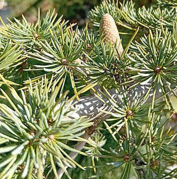 Cedrus libani - Кедр ліванський 000007085#300966 фото