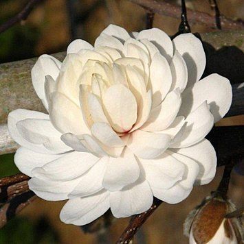 Magnolia 'Wildcat' - Магнолія 'Wildcat' 000002798#000009571 фото