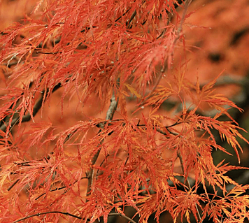 Acer palmatum 'Orangeola' - Клен японський 'Orangeola' 000007386#302221    фото
