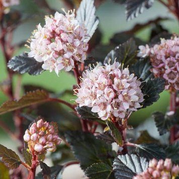 Physocarpus opulifolius 'Little Devil' - Пухироплідник калинолистий 'Little Devil' 000007386#307206    фото