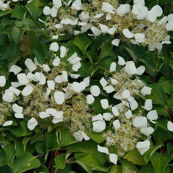 Schizophragma hydrangeoides 'Moonlight' - Шизофрагма гортензієвидна 'Moonlight' 000007386#312617    фото