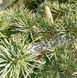 Cedrus libani - Кедр ліванський 000007085#300966 фото 1