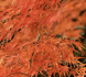 Acer palmatum 'Orangeola' - Клен японський 'Orangeola' 000007386#302222    фото 1