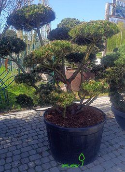 Pinus mugo 'Gnom' - Сосна гірська 'Gnom' 000007386#308093    фото