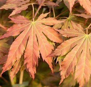 Acer pseud. North Wind - Клен-явір North Wind 000007386#302368    фото